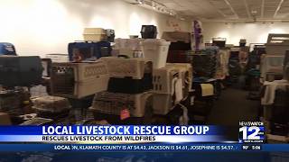 Harts Animal Rescue: local livestock rescue group
