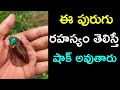 ఈ పురుగు రహస్యం తెలిస్తే షాక్ అవుతారు || jeerangi purugu rahsyam || bangaru purugu