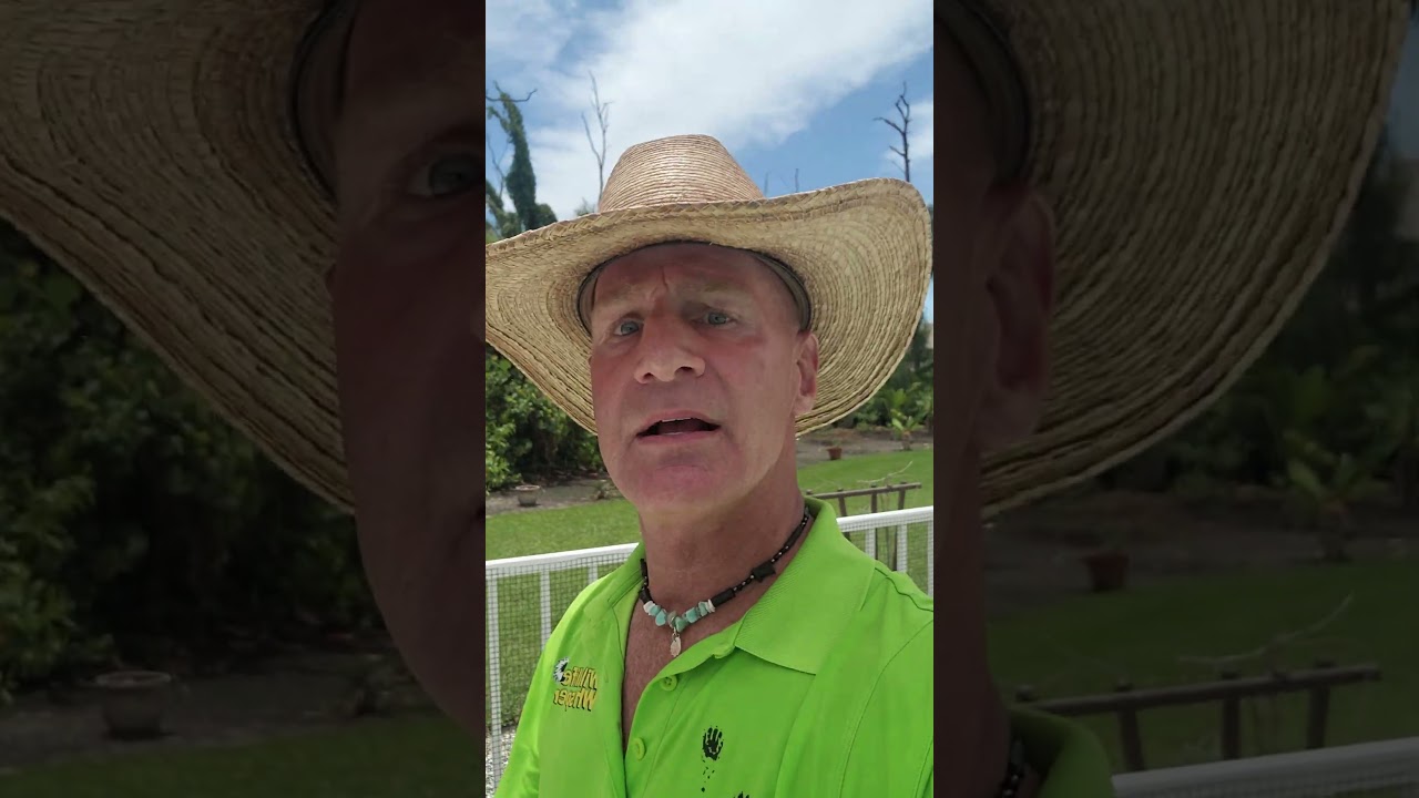 iguana proof swimming pool. 