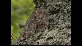 (Part 1) BBC Springwatch 2012 - Episode 7