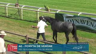 Lot 40 PONYTA DE VERGNE Grand Show Anglo 2025