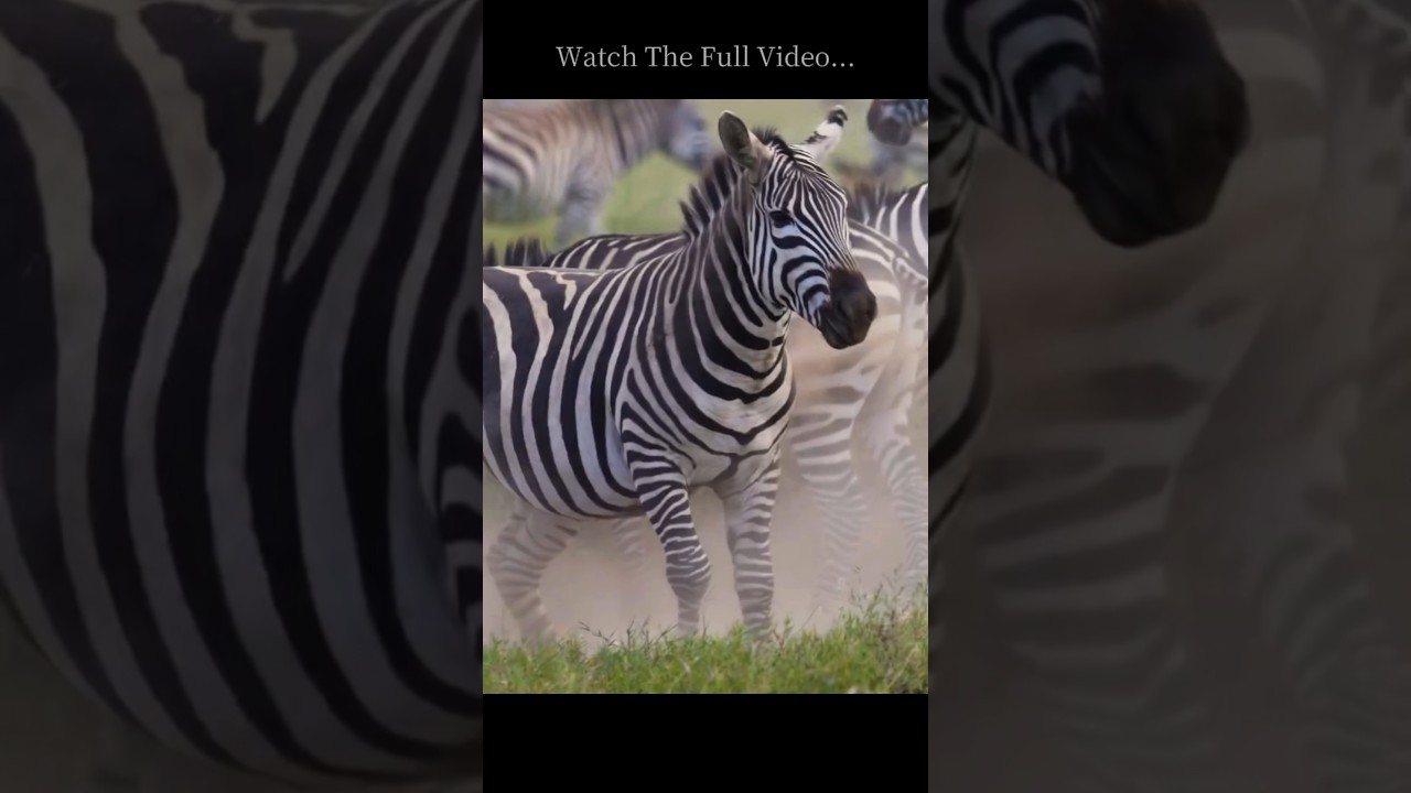 “Zebra | The Smart Survivor of Africa’s Wild Plains”