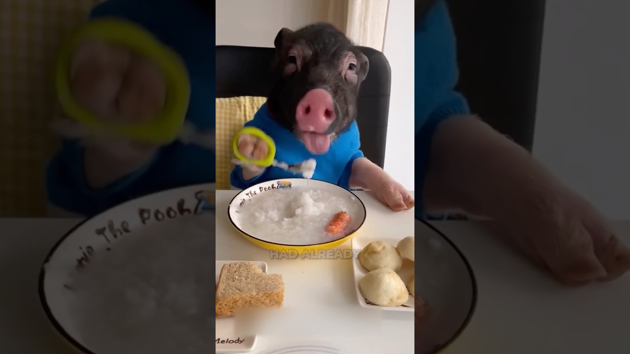 This Greedy Pig Doesn’t Want To Share Its Food! 😂