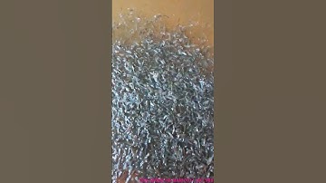 Nuôi rô đồng mật độ cao trển bể lót bạt