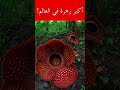 هل تعرف أكبر زهرة في العالم