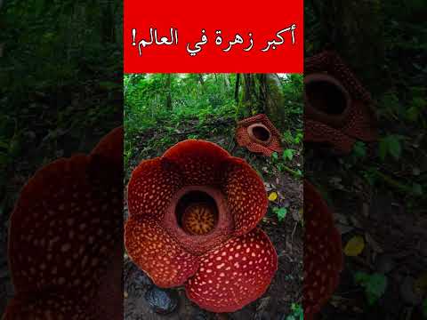 فيديو: Rafflesia Arnoldi و Amorphophallus Titanium - أكبر الأزهار في العالم
