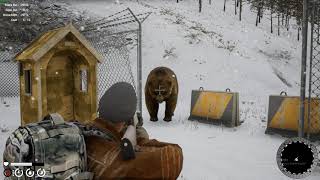 Erzurum-Türk Ayısı 4 Tane Hs Yiyerek Ölüyor