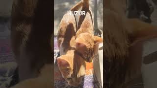 Cikar Menfaat Kahpelik Yok