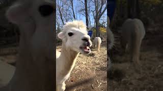 Alpaca Identification Tutorial
