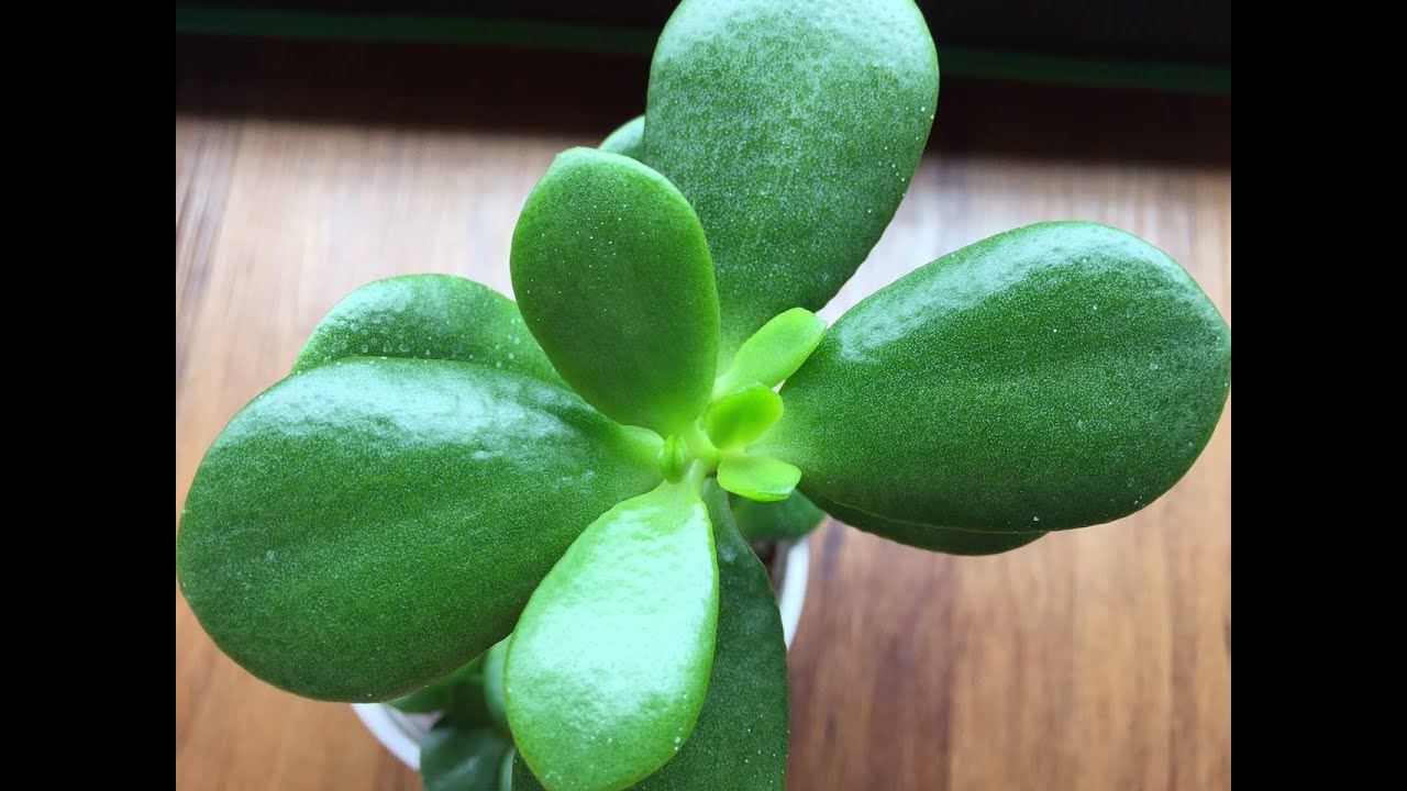 Jade Leaf