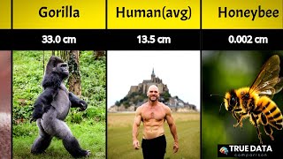 Animal Penis Size Comparison : Smallest to Largest !