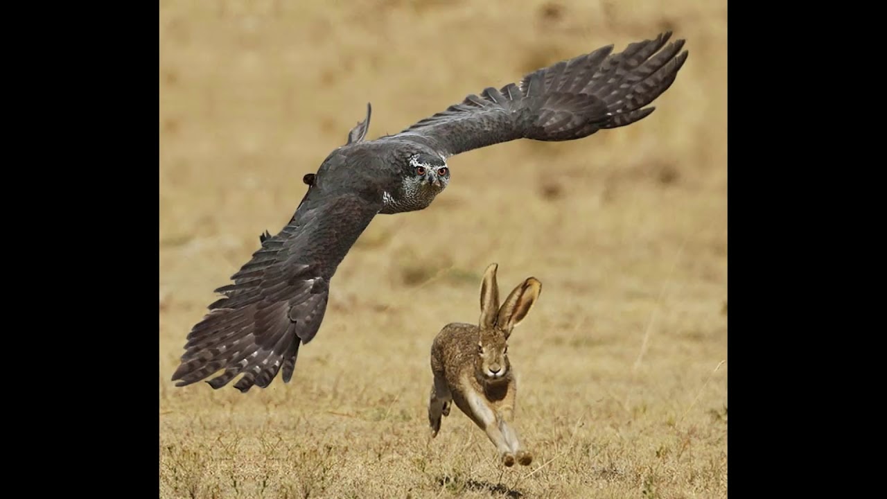 sharp claws and paper skeletons