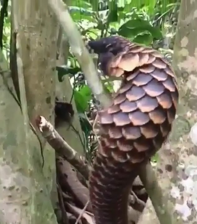 'Rare Footage: Pangolin Climbing a Tree in Borneo Rainforest' 'Rakaman Jarang Tenggiling Borneo!'