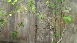 Paradise Flycatcher (beautiful capture)