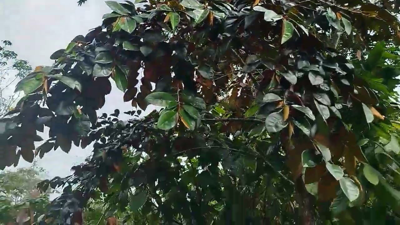 Mas um fruto que eu creio que você não conhece 