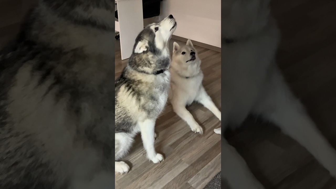 When training turns into husky chaos 🐾🎭 | Ayla & Akim unfiltered! 