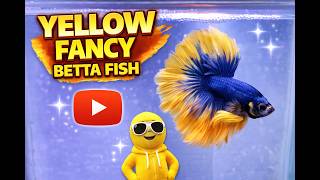 💛🐟 Yellow Mascot Betta Fish with bright color, smooth fin flow, and beautiful aquarium charm.