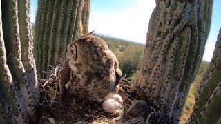 Owl Protecting Her Nest Of Eggs