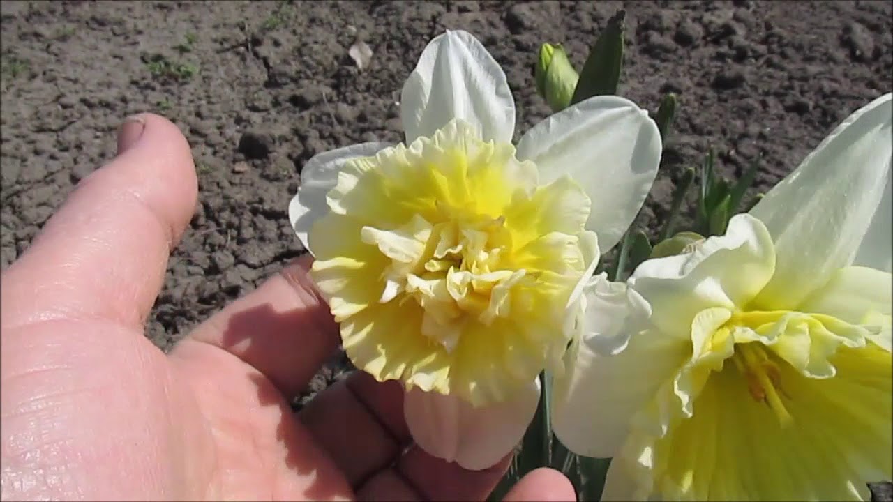 Айс Кинг Махровый нарцисс