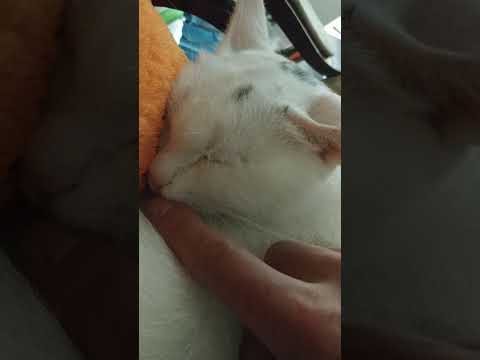 Кот спит, хрен разбудишь!