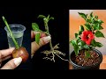 How to Grow Hibiscus Plant from Cutting With Potato & Grape Fruit In A Water