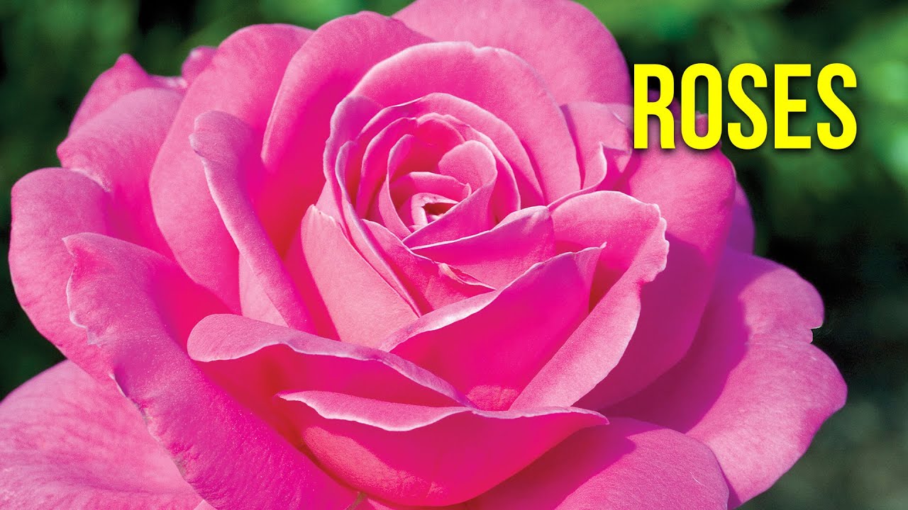 Now is the Best Time to Plant Roses! YouTube