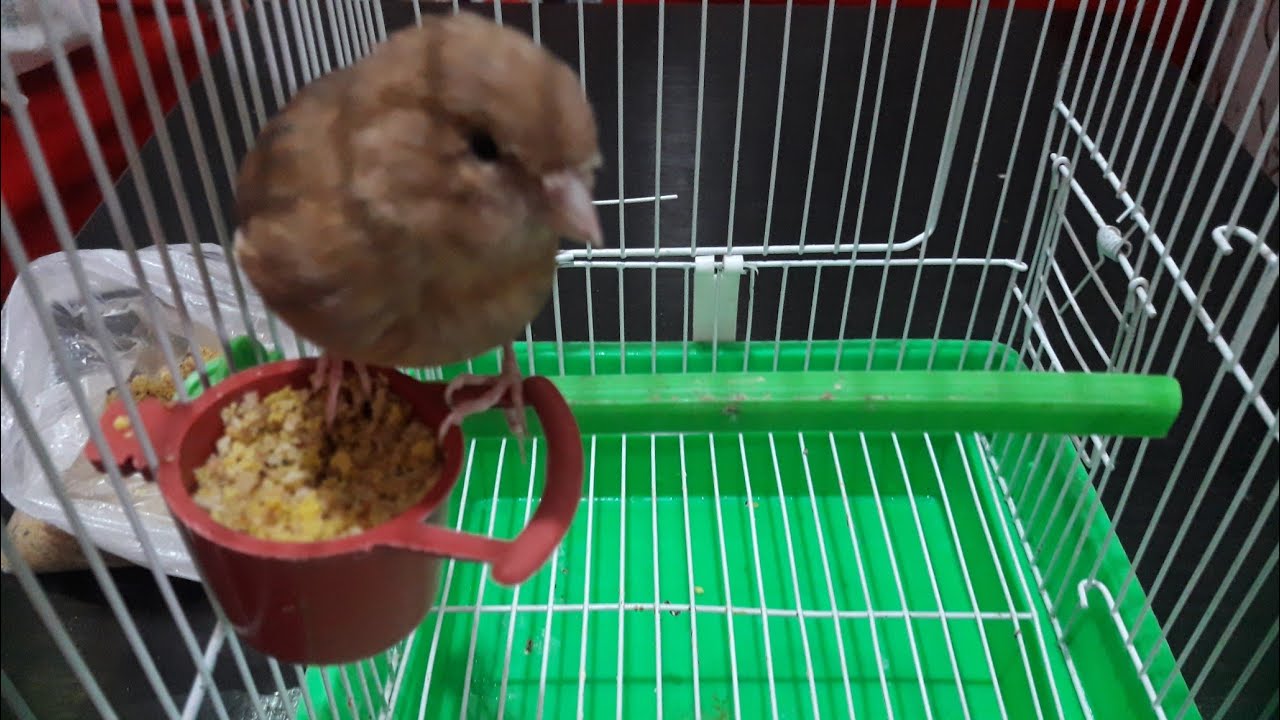 أفضل أنواع الباتي و فوائدها للطيور طيلة فترة السنة