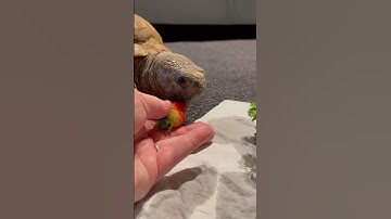 Will Gus eat a Strawberry 🍓 or Parsley? - Gus the Gopher Tortoise #Shorts #MNHGus