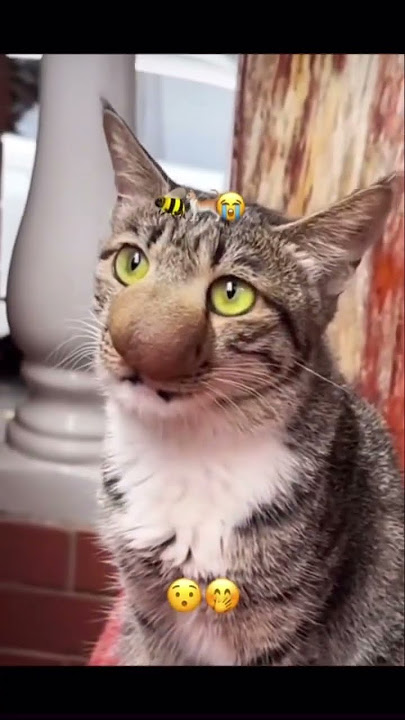 Cat vs. Bee: The Most Hilarious Tragedy #cat #catlover #youtubeshorts #cute #funny #funnyvideo #fun