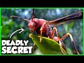 The Most Venomous Insects in Your Backyard Explained  Mp3 Song