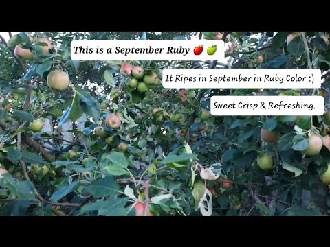 September Ruby APPLE TREE Called SEPTEMBER RUBY 🍎! It has TONS of FRUITS this Year ...
