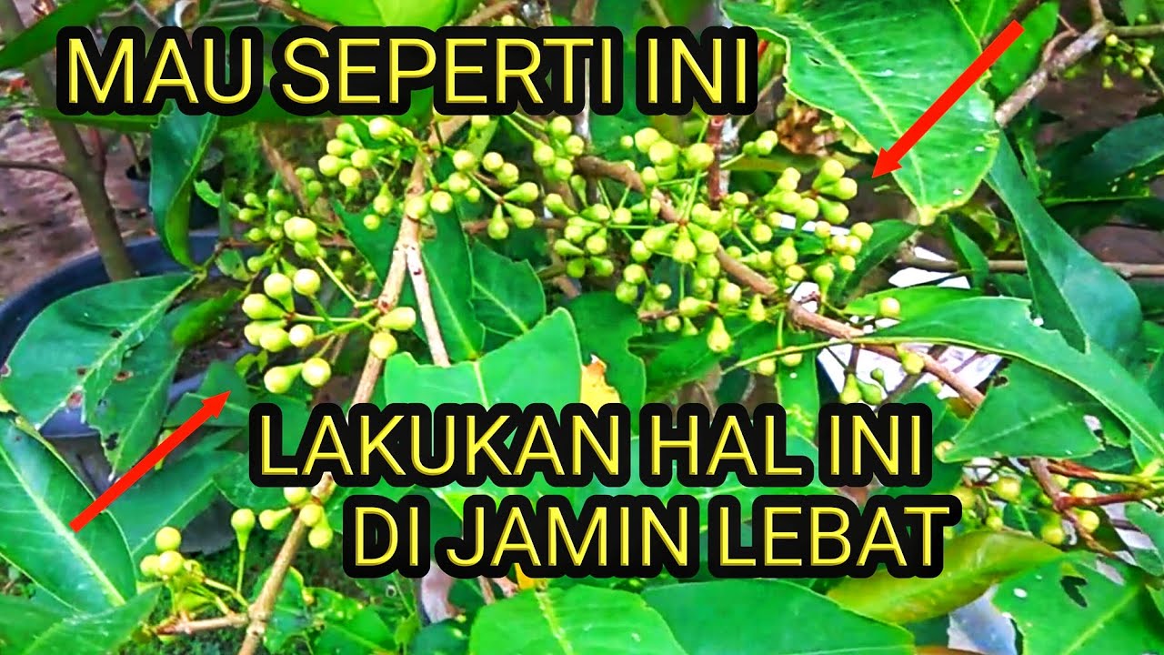 cara membuahkan jambu madu deli dalam pot,  AMPUH JAMBU MADU DELI HIJAU BERBUNGA LEBAT