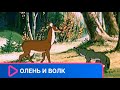 ВОЛК ОБМАНУЛ ОЛЕНЯ Олень и волк Союзмультфильм