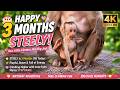 💖 STEELY's 3-Month Birthday Adventure | Cute Monkey Moments