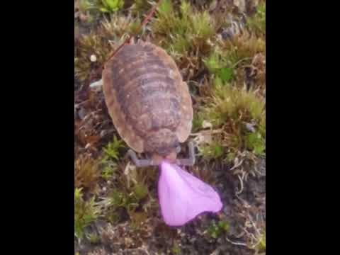 woodlouse eating petal