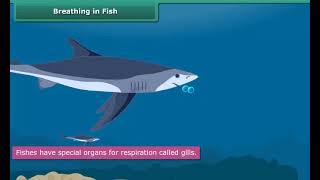 Breathing in Fish