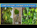      how to grow money plant in water and soil money plant valarpu