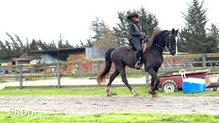 Riding a Barefoot Tennessee Walking Horse Naturally - Natural Tennessee Walking Horse Gaits - Tilley