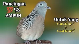 Perkutut Lokal Gacor Suara Besar Cocok Untuk Perkutut Semua Jenis Burung Perkutut Agar Bunyi