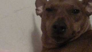 My dog winking :]