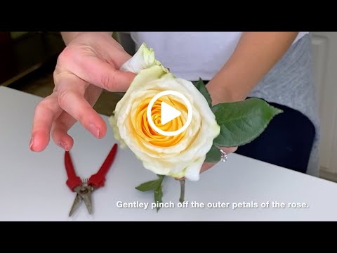 How to Remove Rose Guard Petals