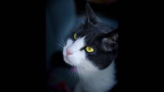 Signius- Darkwave Kitty