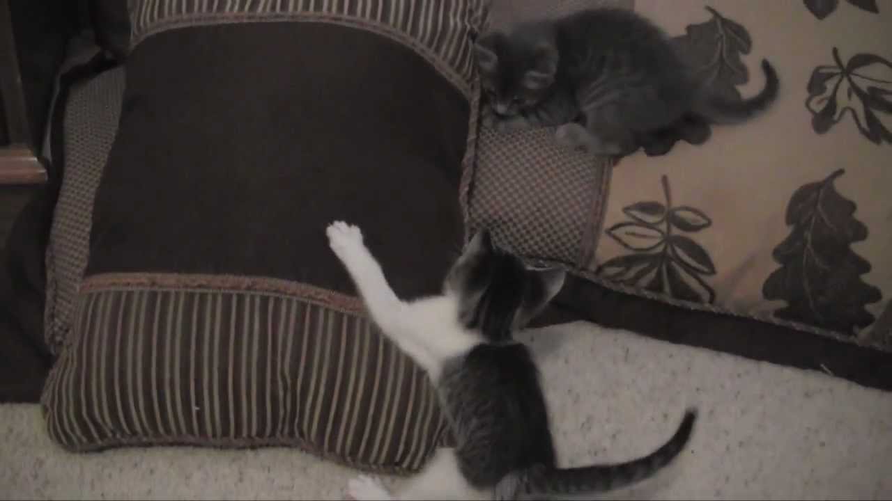 Kittens Playing Around YouTube