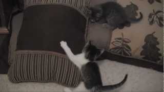 Kittens Playing Around