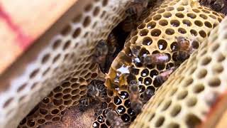Warre hive adding supers experiment
