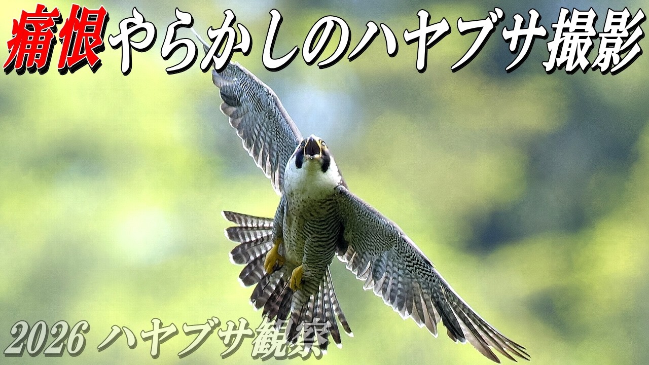 痛恨【今季二回目のハヤブサ狙い】数年ぶりに空中餌渡しは撮れたのか