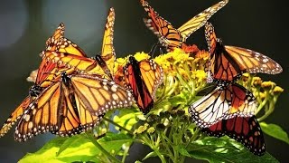 Заповедник бабочек Марипоса-Монарка в Мексике.