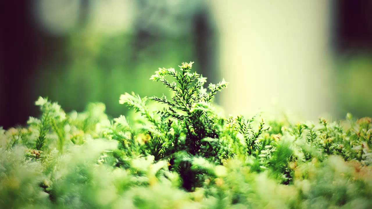 Hygge Music Instrumental "Fresh Verdure by DJ Gami.K"