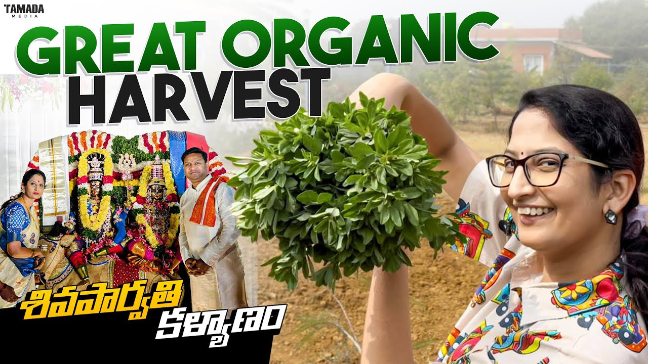 Super weekend at our farmhouse | ఆకుకూరలు, పూలతో కల కలలాడుతున్న మా Organic farm | శివపార్వతి కళ్యాణం