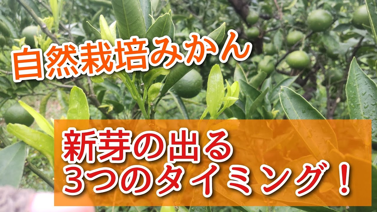 Cultivating mandarin oranges] The three timings for new shoots to